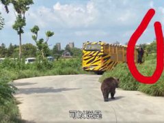 饲养员遭熊攻击身亡 上海动物园熊吃人事件 上海动物园事故不断