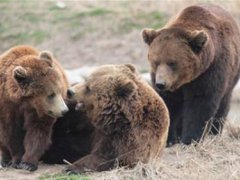 饲养员遭熊攻击身亡现场疑曝光 饲养员被黑熊攻击事件