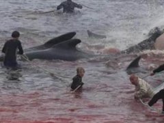 丹麦法罗群岛数百鲸鱼和海豚被捕杀 捕杀鲸鱼的国家有哪些