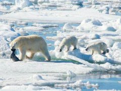 北极熊或将在2100年灭绝 北极熊2100年灭绝