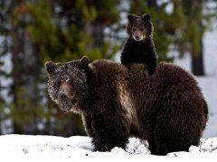 3名女子路遇黑熊被熊抱 女子路遇野生黑熊被抱住淡定自拍