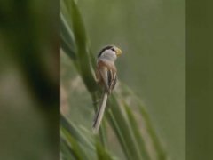 河北武强发现震旦鸦雀 震旦鸦雀属于几级保护动物