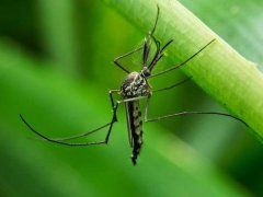 夏天怎么防蚊子最有效 夏天驱蚊的最好方法