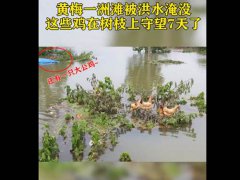 鸡群被洪水围困树枝7天 洪水围困来不及撤离怎么办