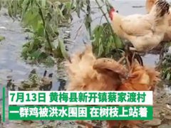 鸡群被洪水围困树枝7天 鸡群被洪水困7天
