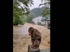 武夷山暴雨中猴子蹲桥上避险 福建武夷山暴雨红色预警