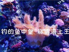 我能进你的鱼塘吗什么意思 我想进你的鱼塘是什么梗 我能进你的鱼塘吗怎么回