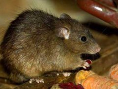 鼠疫的症状传播途径 鼠疫传染途径是什么