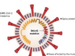 张文宏谈29%新冠病毒样本D614G变异 新冠病毒样本D614G毒性会更强吗