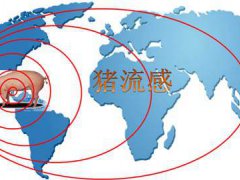 猪流感最新消息 猪流感不是新病毒
