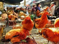全国将逐步取消活禽市场交易 活禽市场最新消息