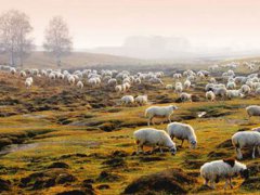 蒙古国送的3万只羊会变成羊肉 蒙古国正式启动3万只羊捐赠程序