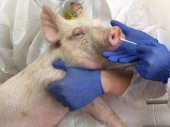 新型猪流感病毒是真的吗
