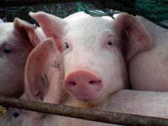 中国研究人员发现新型猪流感病毒 新型猪流感 猪流感事件
