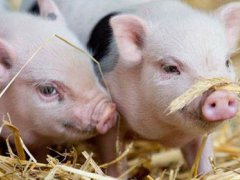 发现新型猪流感病毒可传染人类