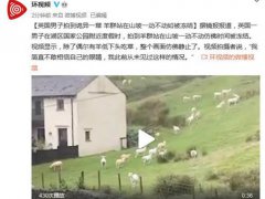 羊群站在山坡一动不动如画面禁止 羊群在山坡一动不动