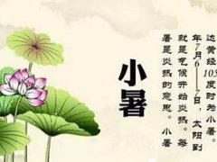 小暑可以种什么菜 小暑适合种什么菜