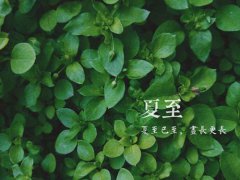 夏至三伏天是什么意思