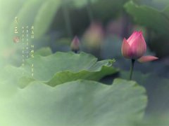 夏至为什么不是最热的 夏至养生要吃什么