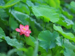 夏至的由来简介 夏至的来历 夏至的意义