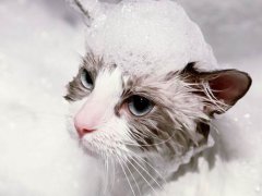 夏天给猫咪洗澡不吹干会感冒吗
