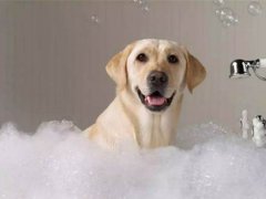 夏天给狗洗澡用冷水还是温水
