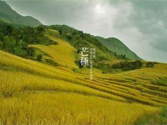 芒种可以种的农作物