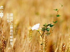 芒种第九天是什么时候 芒种时间后9天