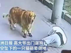 遛狗老人被高空坠猫砸晕 主人被猫砸晕金毛堵住肇事猫