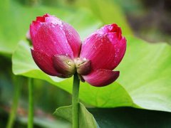 西溪湿地并蒂莲开花一天就被折 西溪湿地并蒂莲被摘