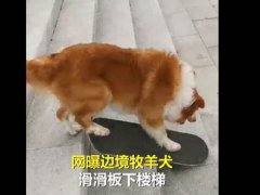 牧羊犬滑滑板下30级楼梯 牧羊犬滑滑板下楼梯