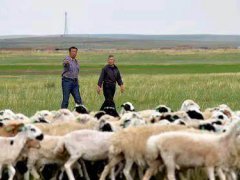 蒙古国正式启动3万只羊捐赠程序 蒙古国捐赠3万只羊