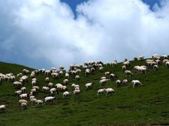 蒙古国正式启动3万只羊捐赠程序 蒙古国3万只羊9月要来了