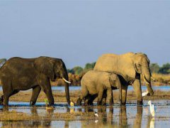 博茨瓦纳数百头大象神秘死亡 三百五十头大象神秘死亡