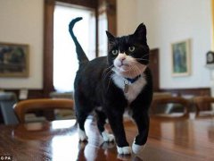 英国外交部首席捕鼠猫将退休 英国捕鼠猫将退休