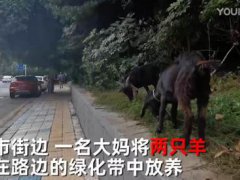 大妈闹市放羊啃食绿化带 路人提醒反被驳“反正草都要被割”