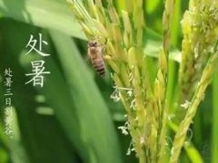 处暑节气吃什么食物 处暑吃什么传统食物