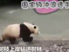 大熊猫河里冲浪上演国宝式狗刨