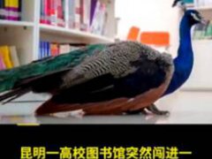 孔雀溜进高校图书馆看书 孔雀溜进图书馆看书