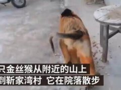 金丝猴进村蹭吃蹭喝 金丝猴为什么那么温顺