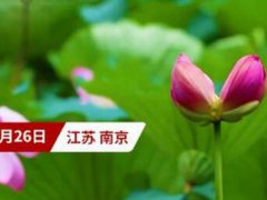 南京玄武湖连续出现2株并蒂莲 南京玄武湖并蒂莲新闻