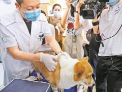 犬只未植入芯片被视为无证养犬 植入芯片对狗狗有伤害吗