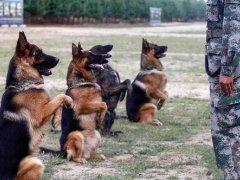 德国尝试训练军犬嗅检新冠感染者 德国疫情最新消息