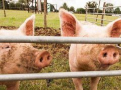 以后养猪前景如何 现在养猪挣钱吗 现在养猪国家最新政策