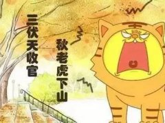 秋老虎是三伏天吗 秋老虎是指哪个节气
