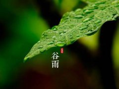 农历二十四节气的谷雨是什么意思 谷雨是什么意思呢 24节气谷雨是什么意思