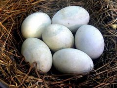鹅蛋煮多久能煮熟 鹅蛋煮多长时间能熟 煮鹅蛋需要多长时间能熟 煮鹅蛋冷水下