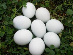 鹅蛋的功效与作用 鹅蛋的功效与吃法 鹅蛋的作用与功效与禁忌 鹅蛋的作用及食
