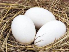 鹅蛋怎么做好吃又营养 鹅蛋怎么做好吃又简单 鹅蛋怎么做好吃不腥味 鹅蛋怎么