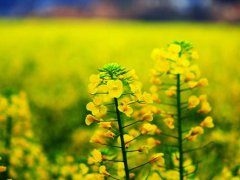 油菜花对人体有什么好处 油菜花对人类有什么作用 油菜花对人有什么帮助